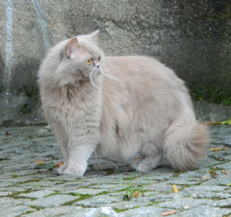 Ann Margaret d´Ambre Bijou outside